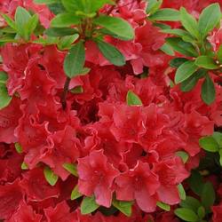 Rhododendron Geisha Orange T17 H25