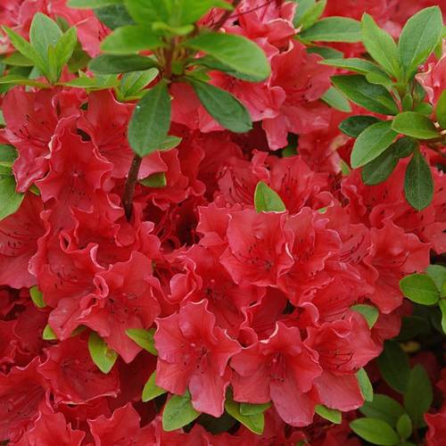 Rhododendron Geisha Orange T17 H25
