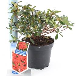 Rhododendron Geisha Orange T17 H25
