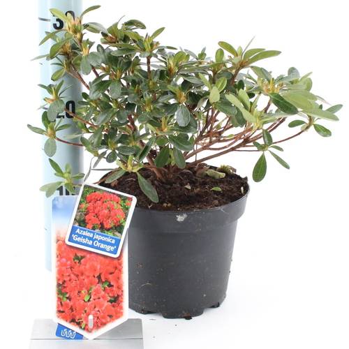 Rhododendron Geisha Orange T17 H25