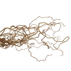 Coryllus braun Contorta 100cm 2 Jahrig X10