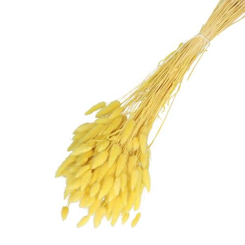 Trocken Lagurus hell gelb L65cm 100gr