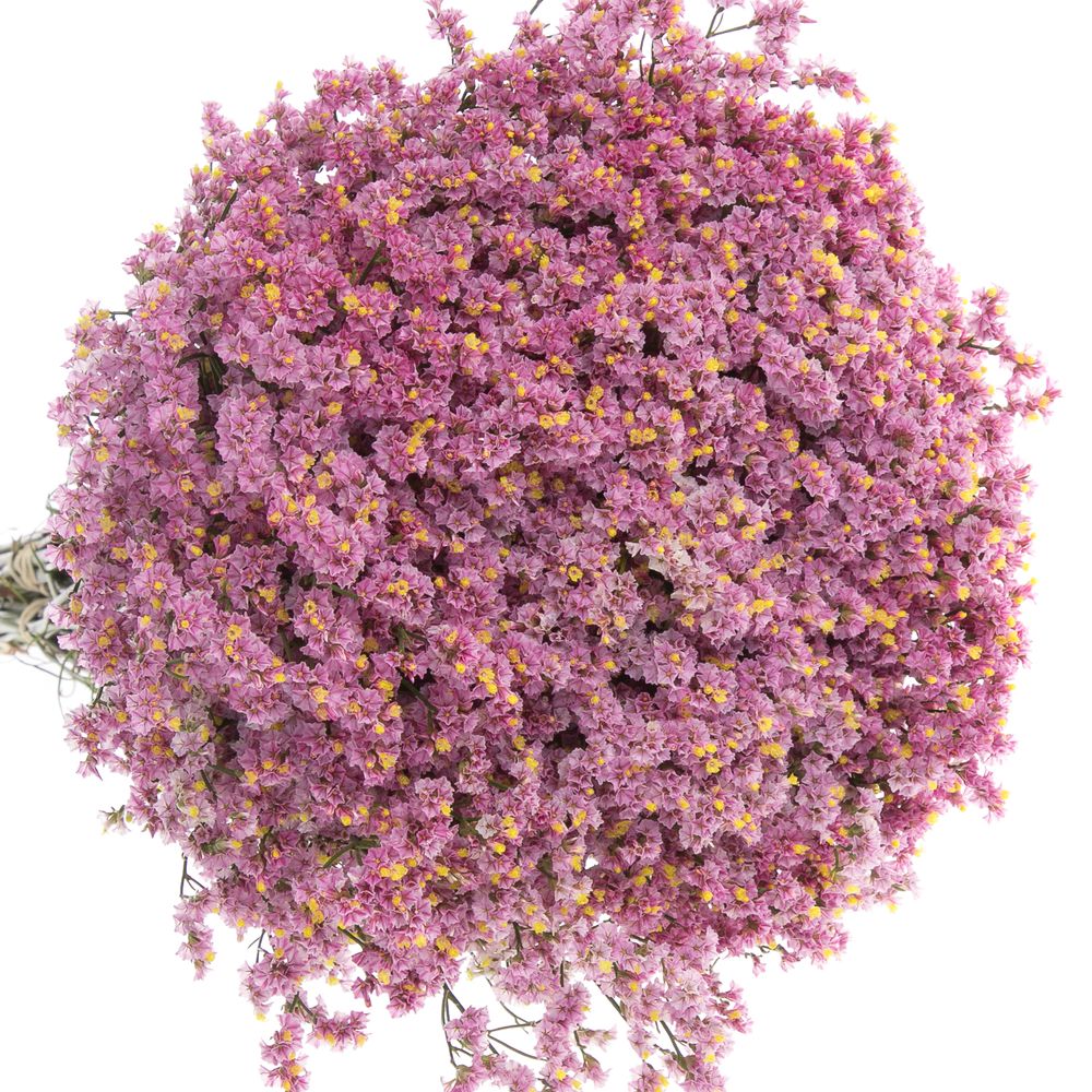 Limonium rosa Anouchka 70cm 