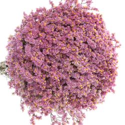 Limonium rosa Anouchka 70cm 