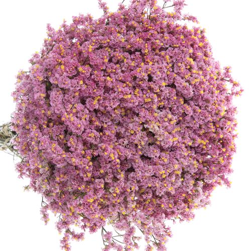 Limonium rosa Anouchka 70cm 