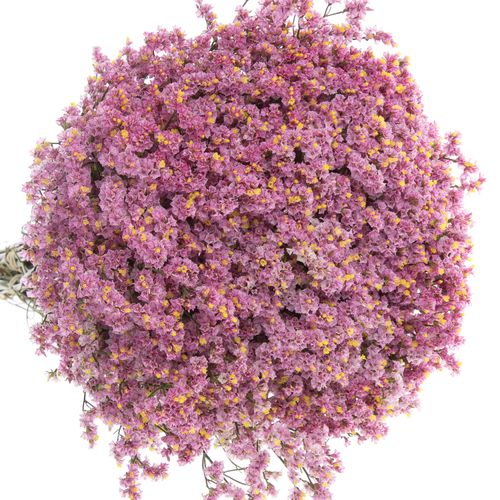 Limonium rosa Anouchka 70cm 