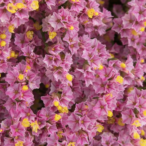 Limonium rosa Anouchka 70cm 