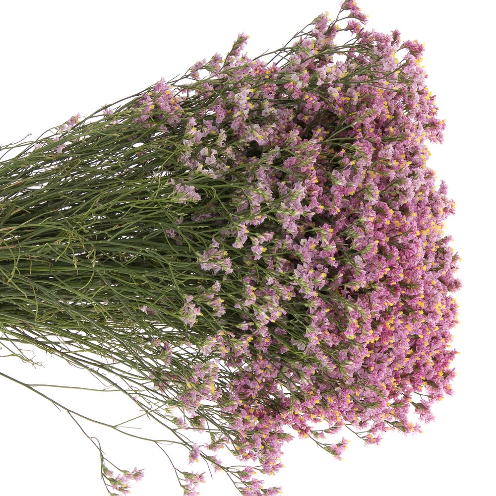 Limonium rosa Anouchka 70cm 
