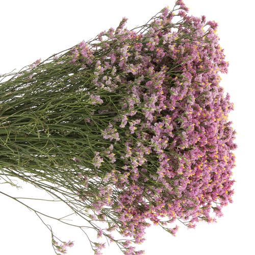 Limonium rosa Anouchka 70cm 