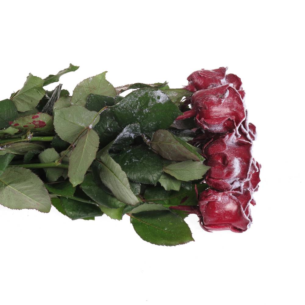 Rose weinrot Wachs Schnee 60cm