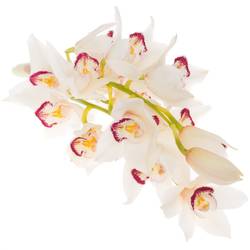 Mini Cymbidium weiss Angel Sue 30cm 5+Blüte