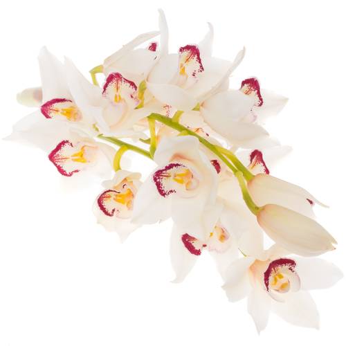 Mini Cymbidium weiss Angel Sue 30cm 5+Blüte