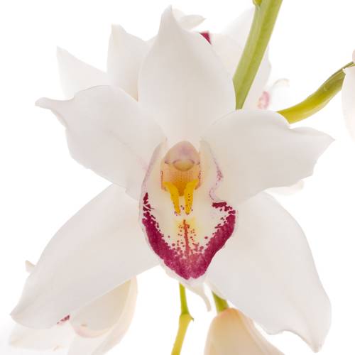 Mini Cymbidium weiss Angel Sue 30cm 5+Blüte