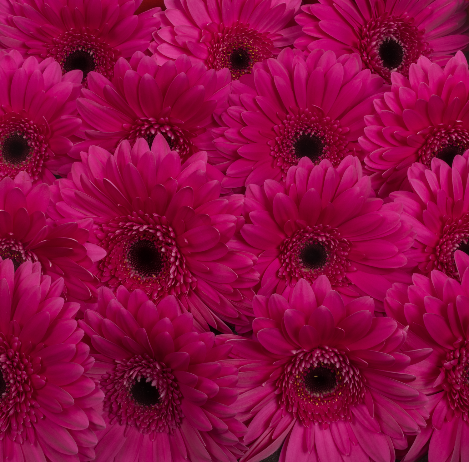 Gerbera fuchsia Martini