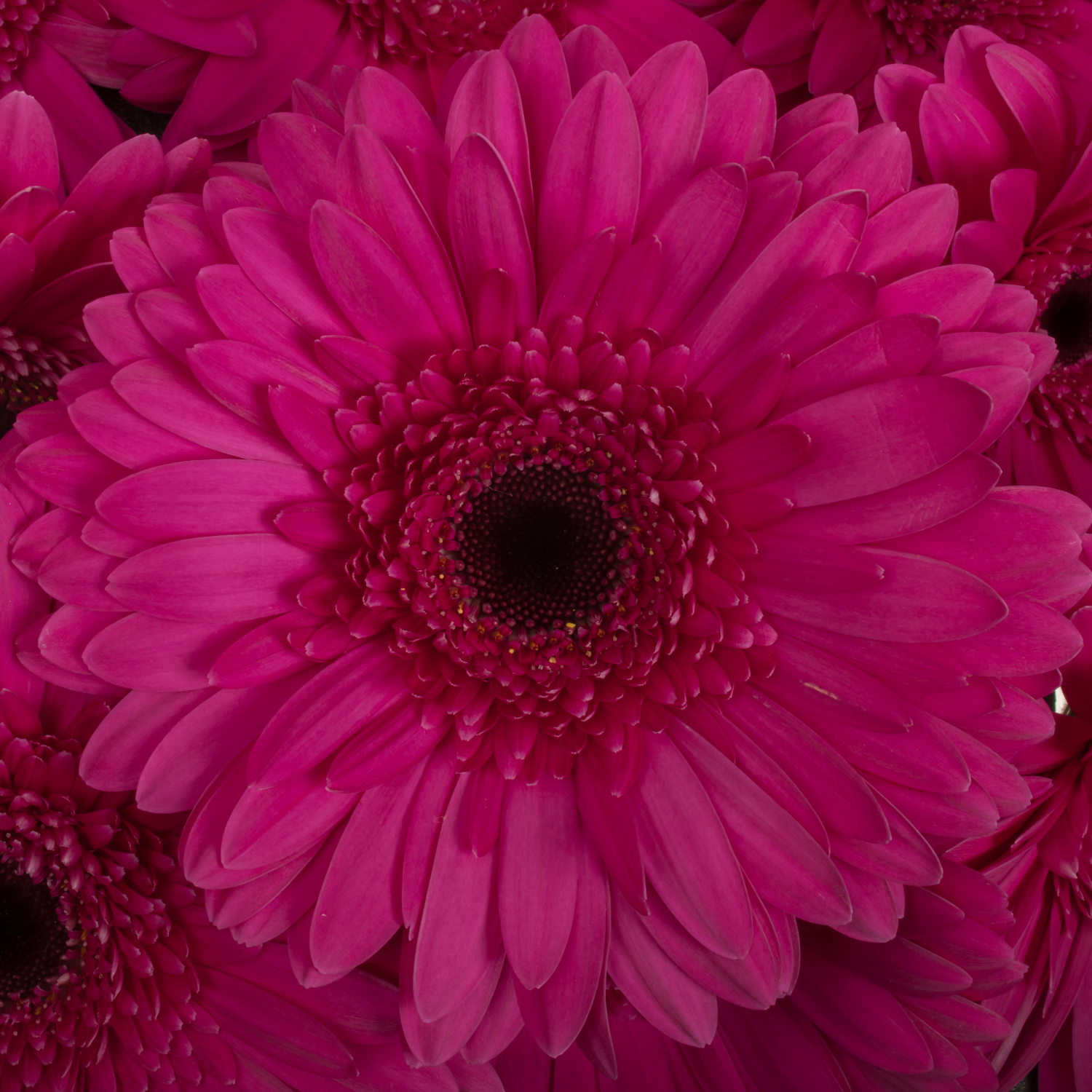 Gerbera fuchsia Martini