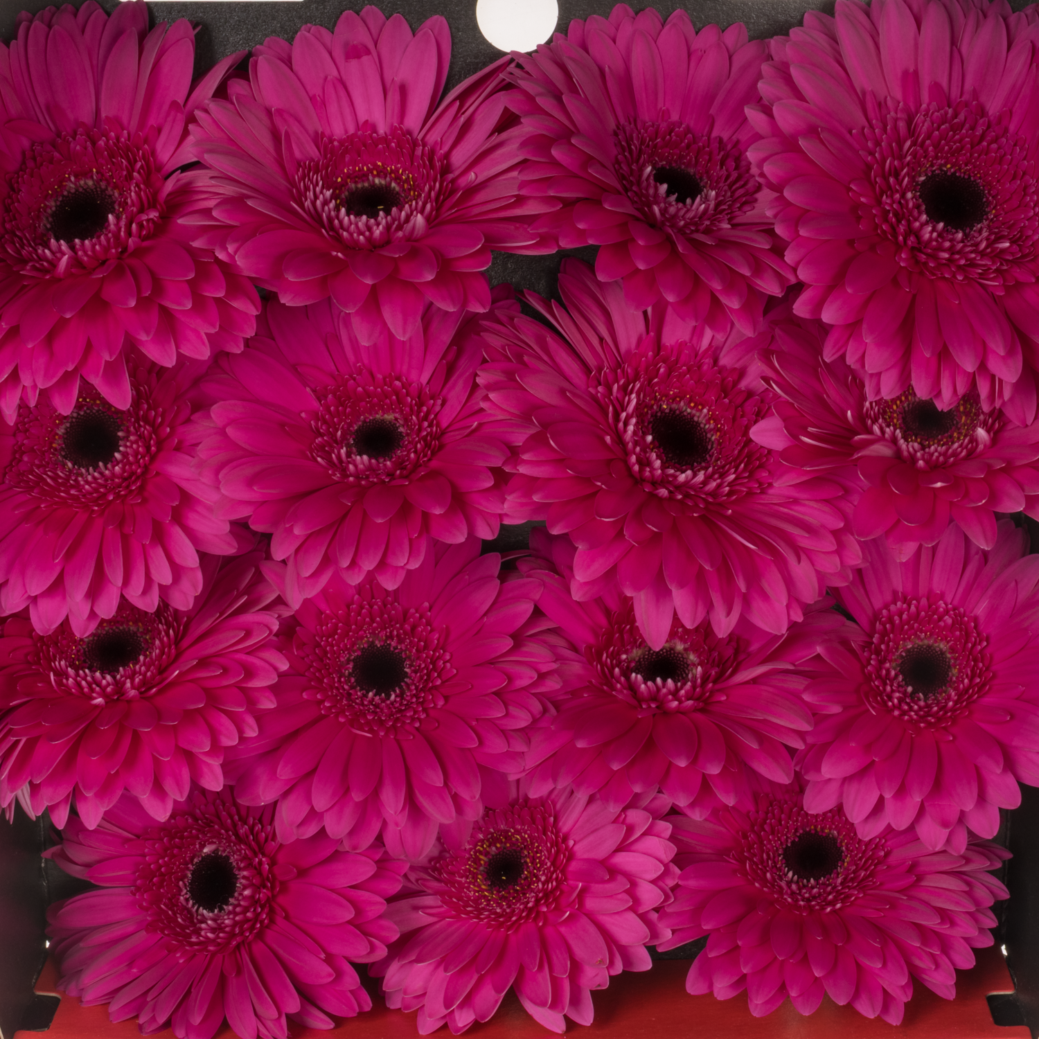 Gerbera fuchsia Martini