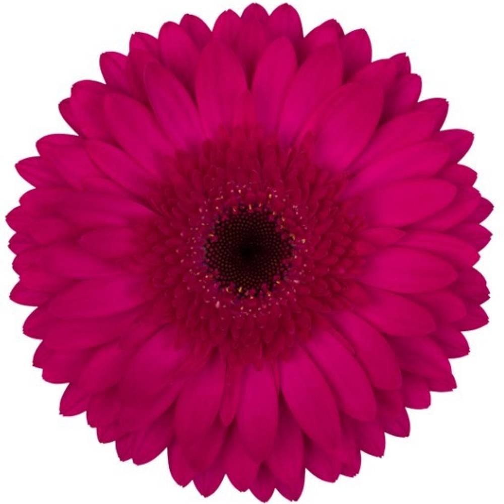 Gerbera fuchsia Martini