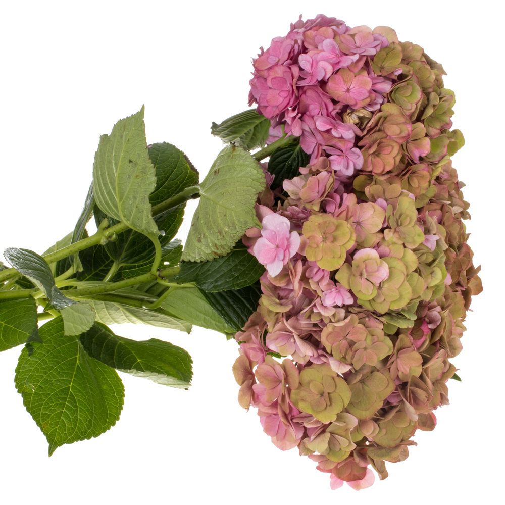 Hortensie alt rosa Roy Anastasia Bol 17cm 50