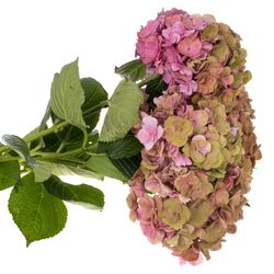 Hortensie alt rosa Roy Anastasia Bol 17cm 50