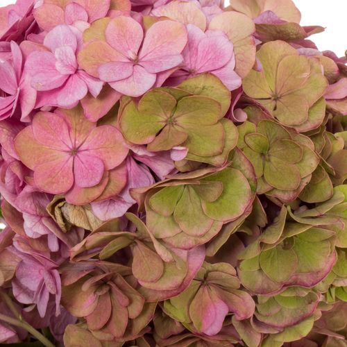 Hortensie alt rosa Roy Anastasia 50cm Bol 17cm