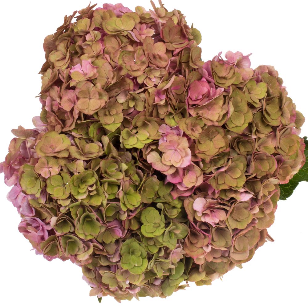 Hortensie alt rosa Roy Anastasia Bol 17cm 50
