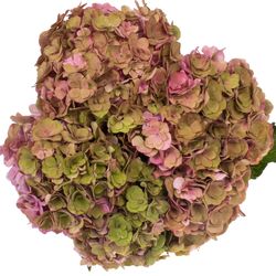 Hortensie alt rosa Roy Anastasia Bol 17cm 50