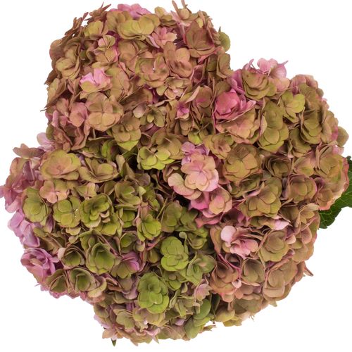 Hortensie alt rosa Roy Anastasia Bol 17cm 50