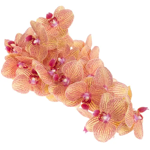 Phalaenopsis gelb/rot Beauty 25 Blüte 2 Bis 5  Stiele