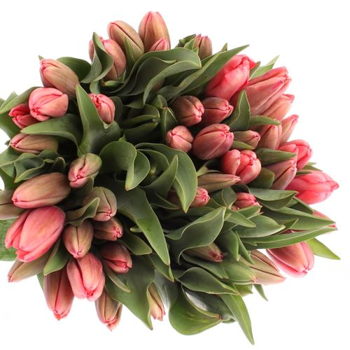 Tulpe rosa Parade 24 Gramm