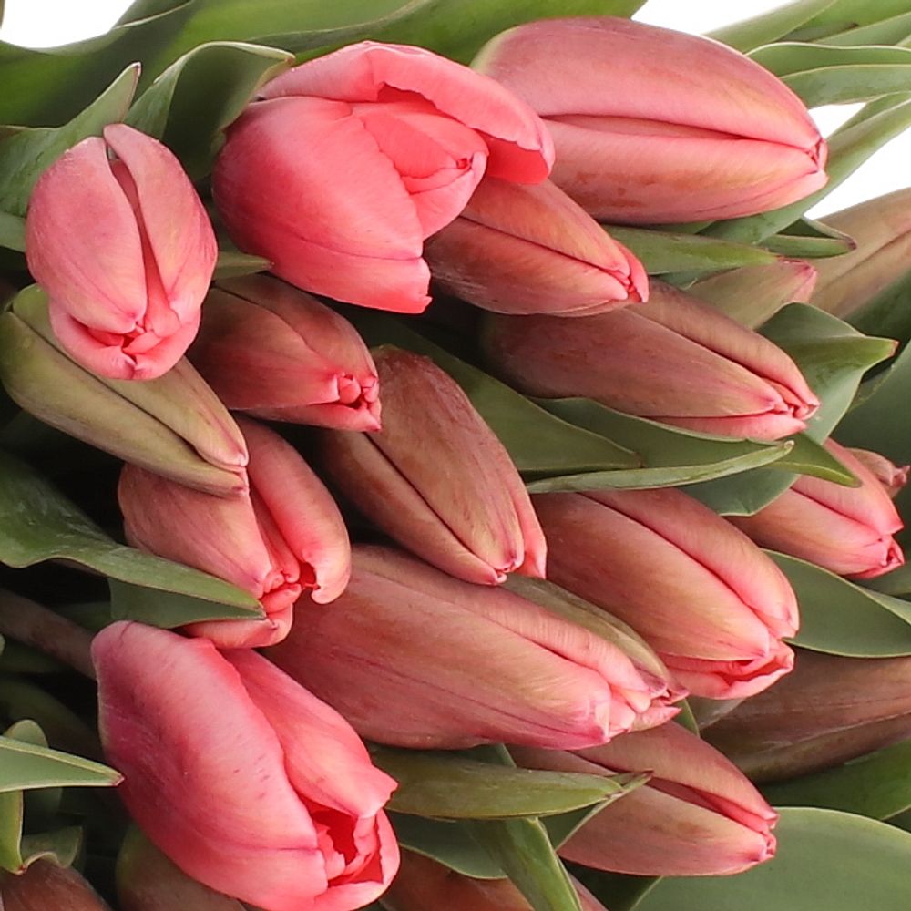 Tulpe rosa Parade 24 Gramm