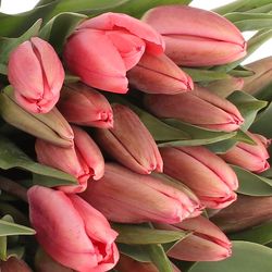 Tulpe rosa Parade 24 Gramm