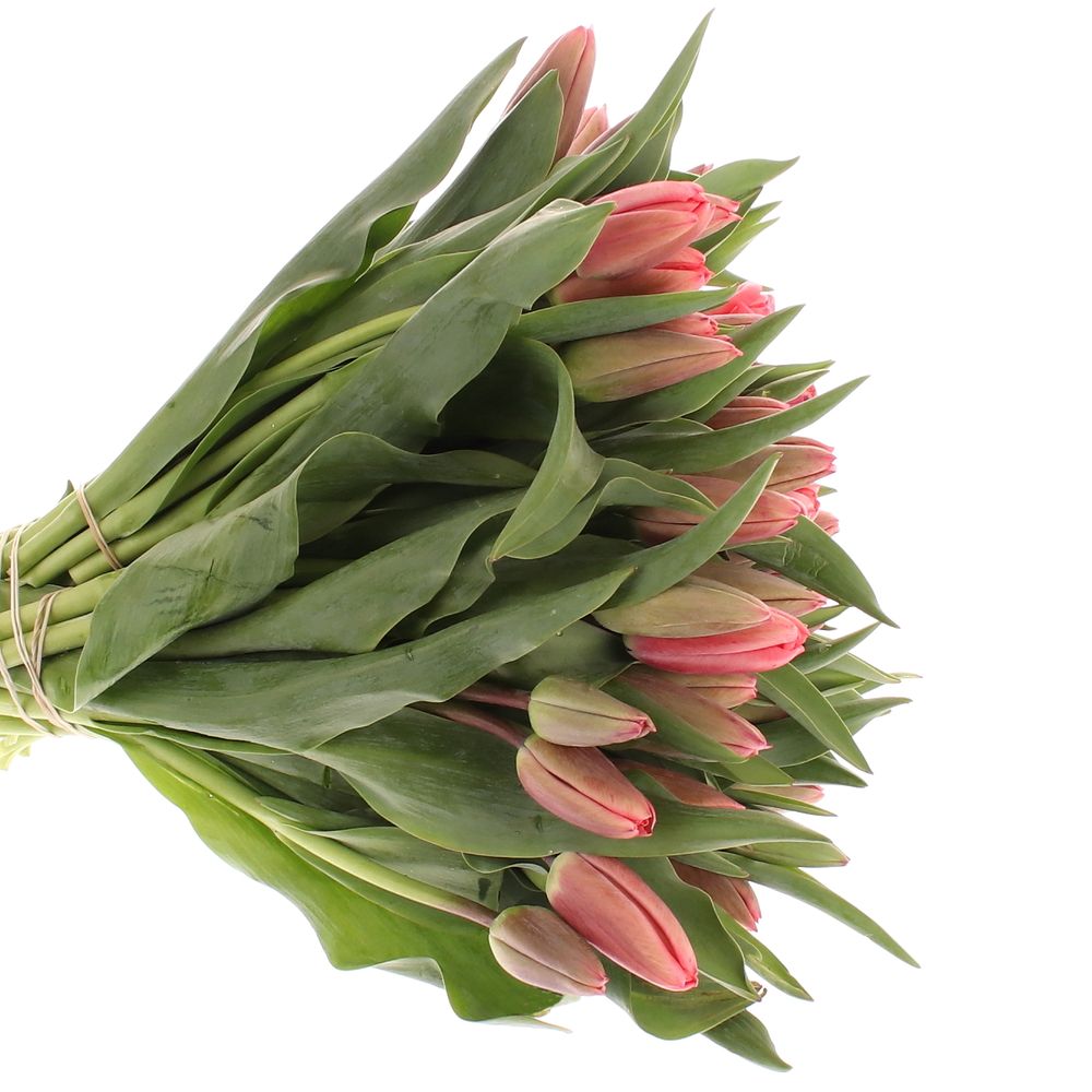 Tulpe rosa Parade 24 Gramm