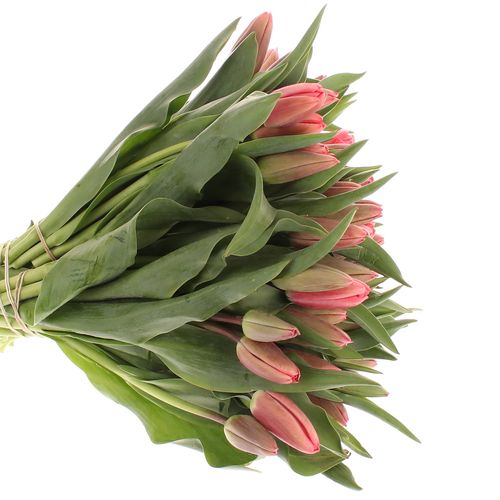 Tulpe rosa Parade 24 Gramm