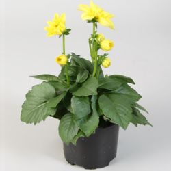Dahlia gelb T10,5 H25