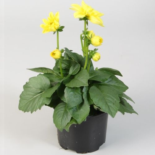Dahlia gelb T10,5 H25