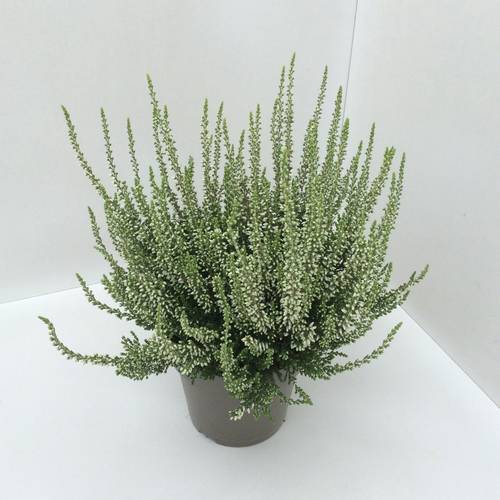 Calluna weiss GG T13 H027