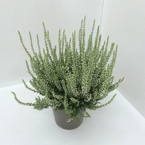 Calluna weiss GG T13 H027