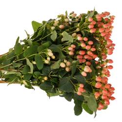 Hypericum orange verzweigt Princess 70cm