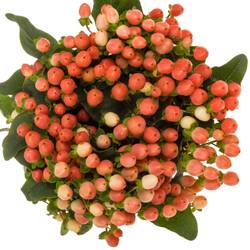 Hypericum orange verzweigt Princess 70cm