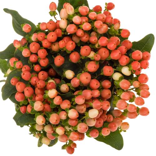 Hypericum orange verzweigt Princess 70cm