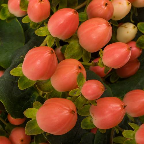 Hypericum orange verzweigt Princess 70cm