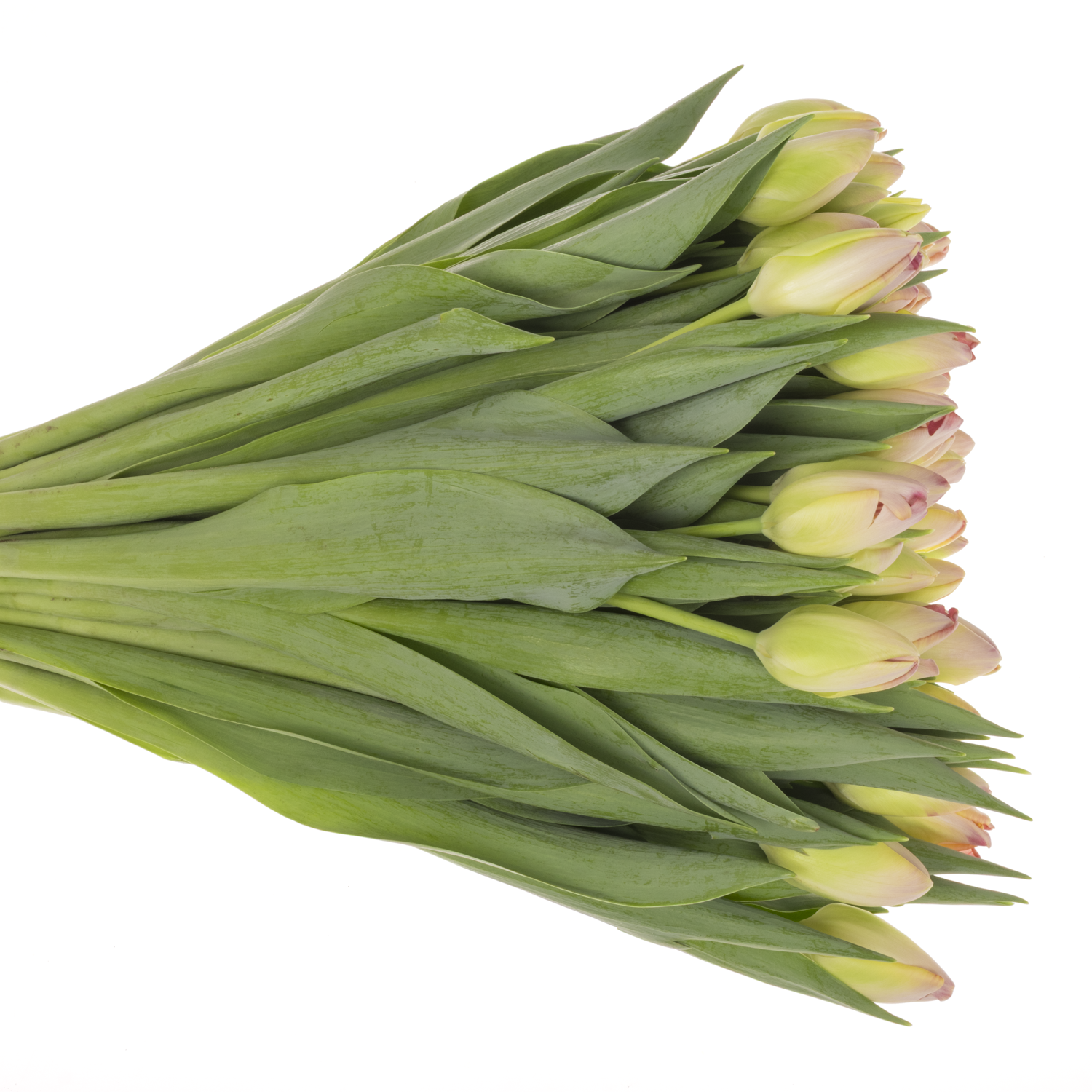 Tulpe rosa Supri Erotic Coas Tulip 46 Gramm