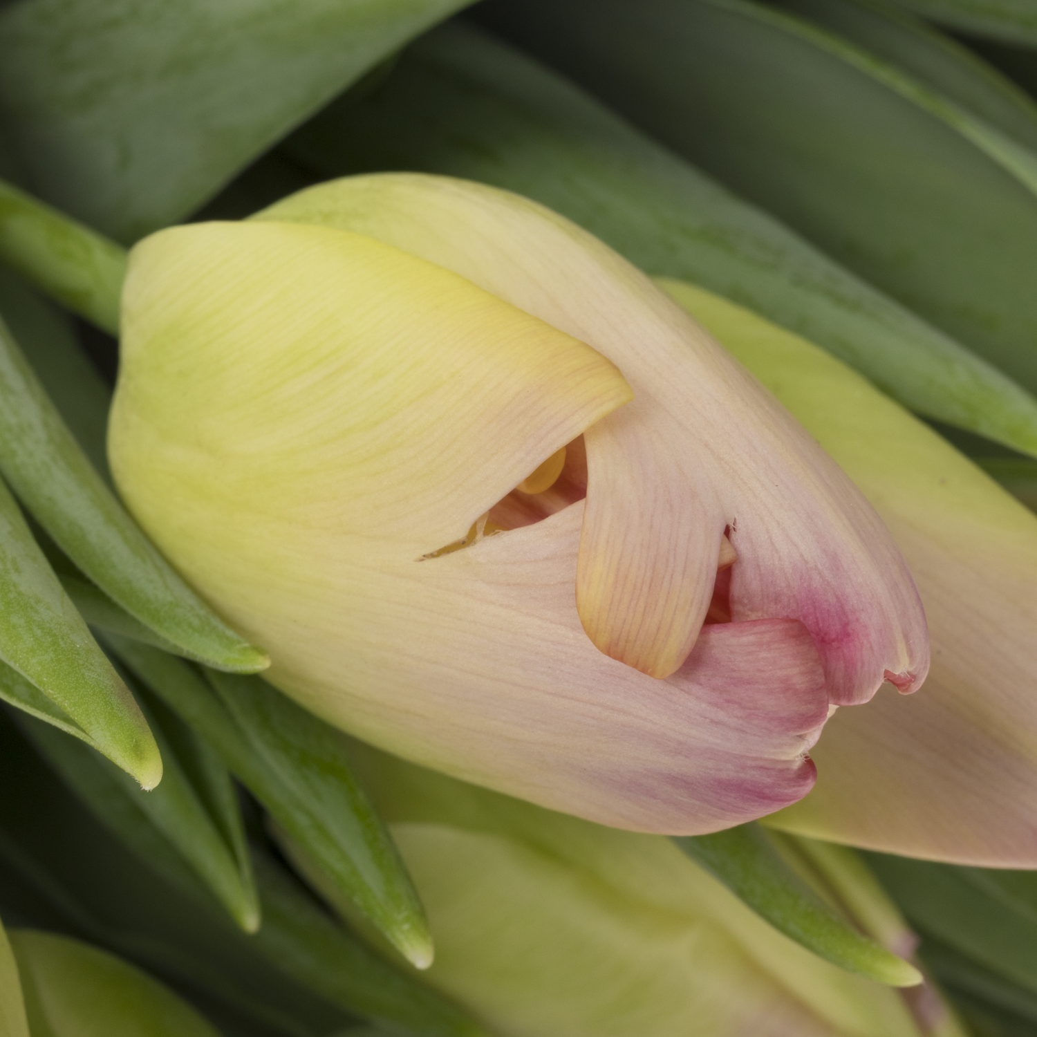 Tulpe rosa Supri Erotic Coas Tulip 46 Gramm