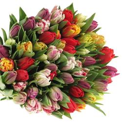 Tulpe mix doppel 28 Gramm