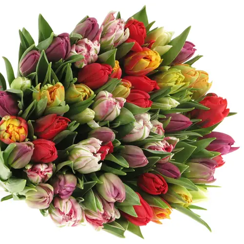 Tulpe mix doppel 28 Gramm