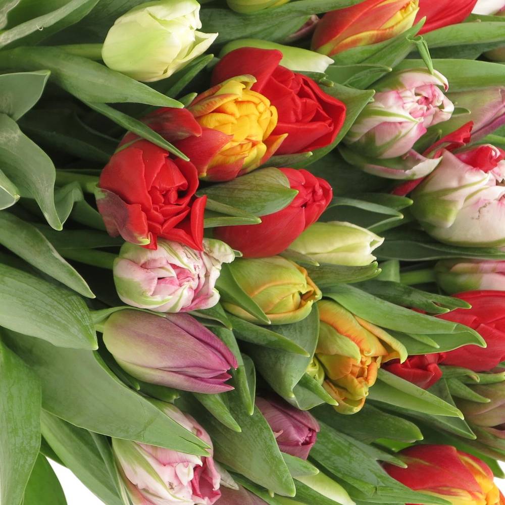 Tulpe mix doppel 28 Gramm