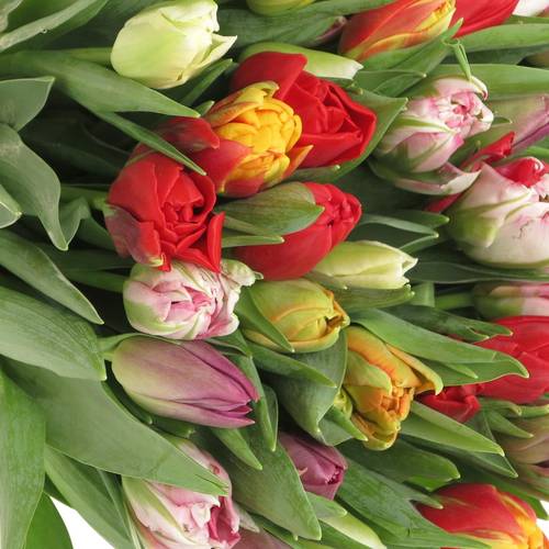 Tulpe mix doppel 28 Gramm