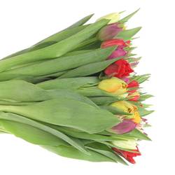 Tulpe mix doppel 28 Gramm