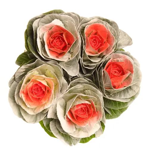 Zierkohl weiss/orange gefärbt 60cm