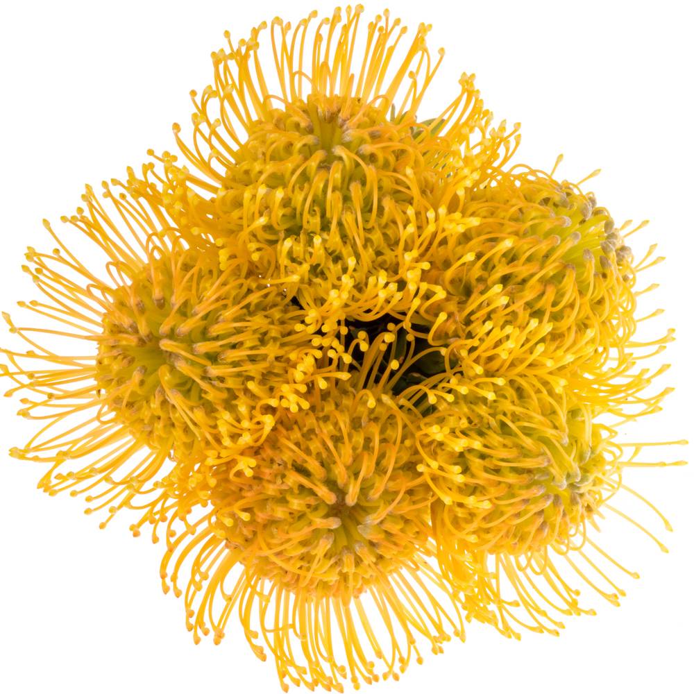 Nutans gelb/orange Haw Catherinae 30cm